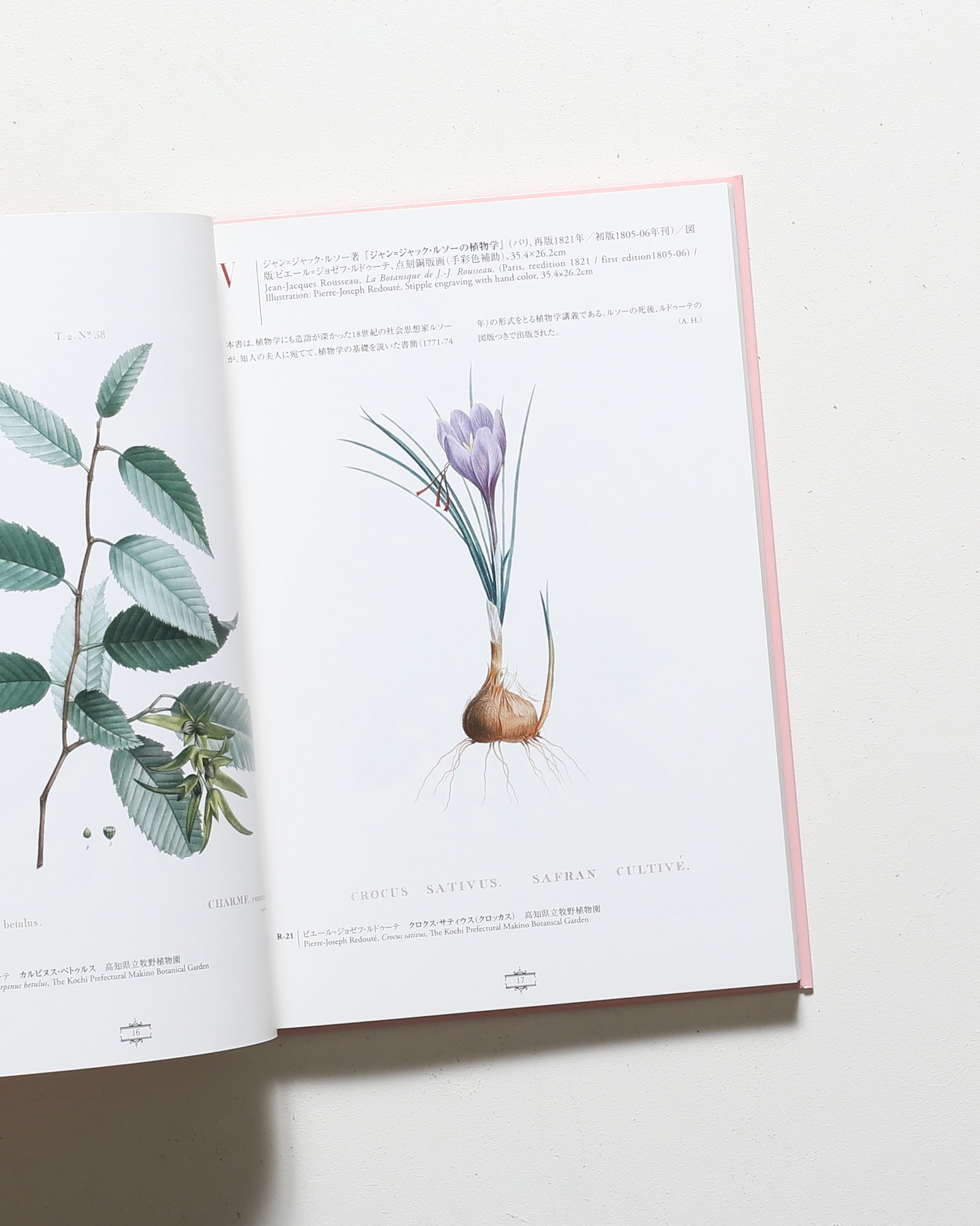 花の画家 ルドゥーテ「美花選」展 | Bunkamura | nostos books ノスト