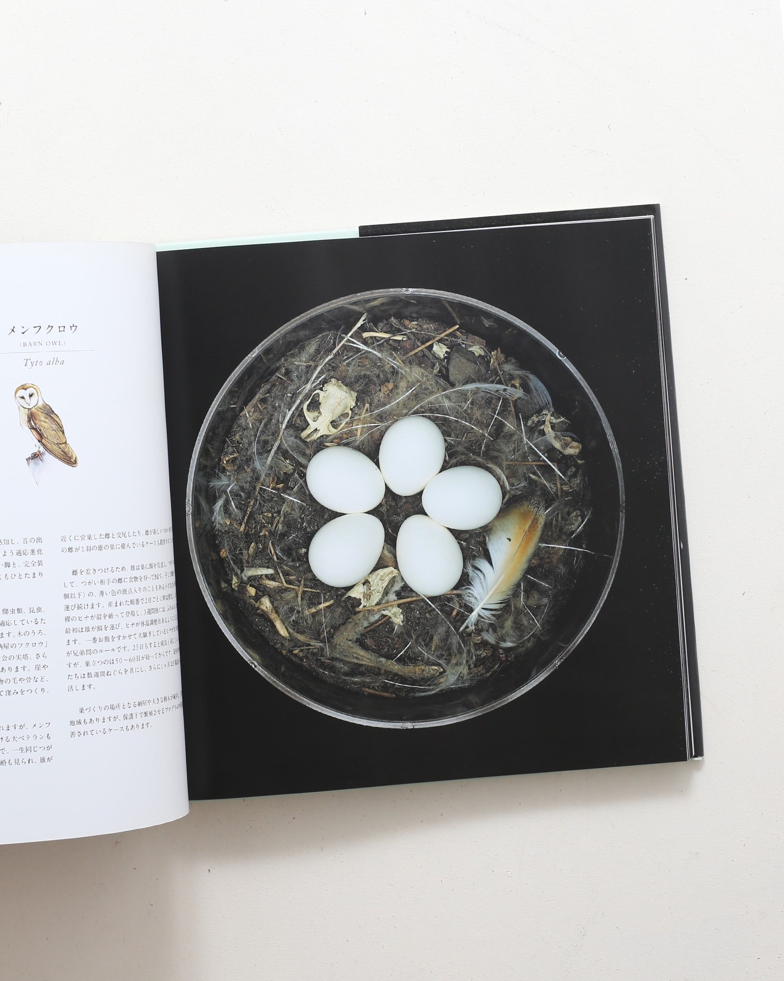 鳥の巣 50個の巣と、50種の鳥たち | シャーロン・ビールズ | nostos