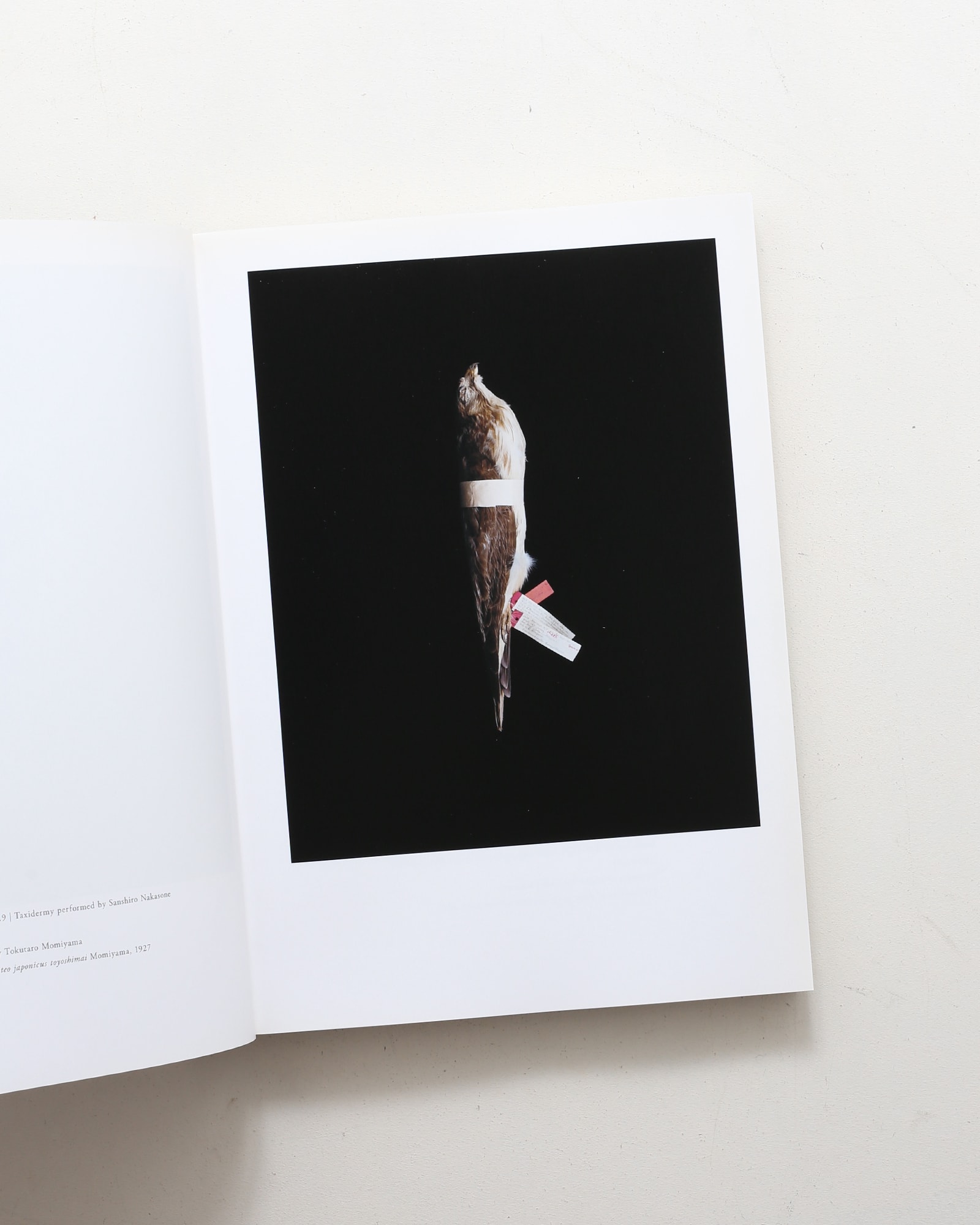 鳥のビオソフィア Biosophia of Birds | 上田義彦、西野嘉章 | nostos