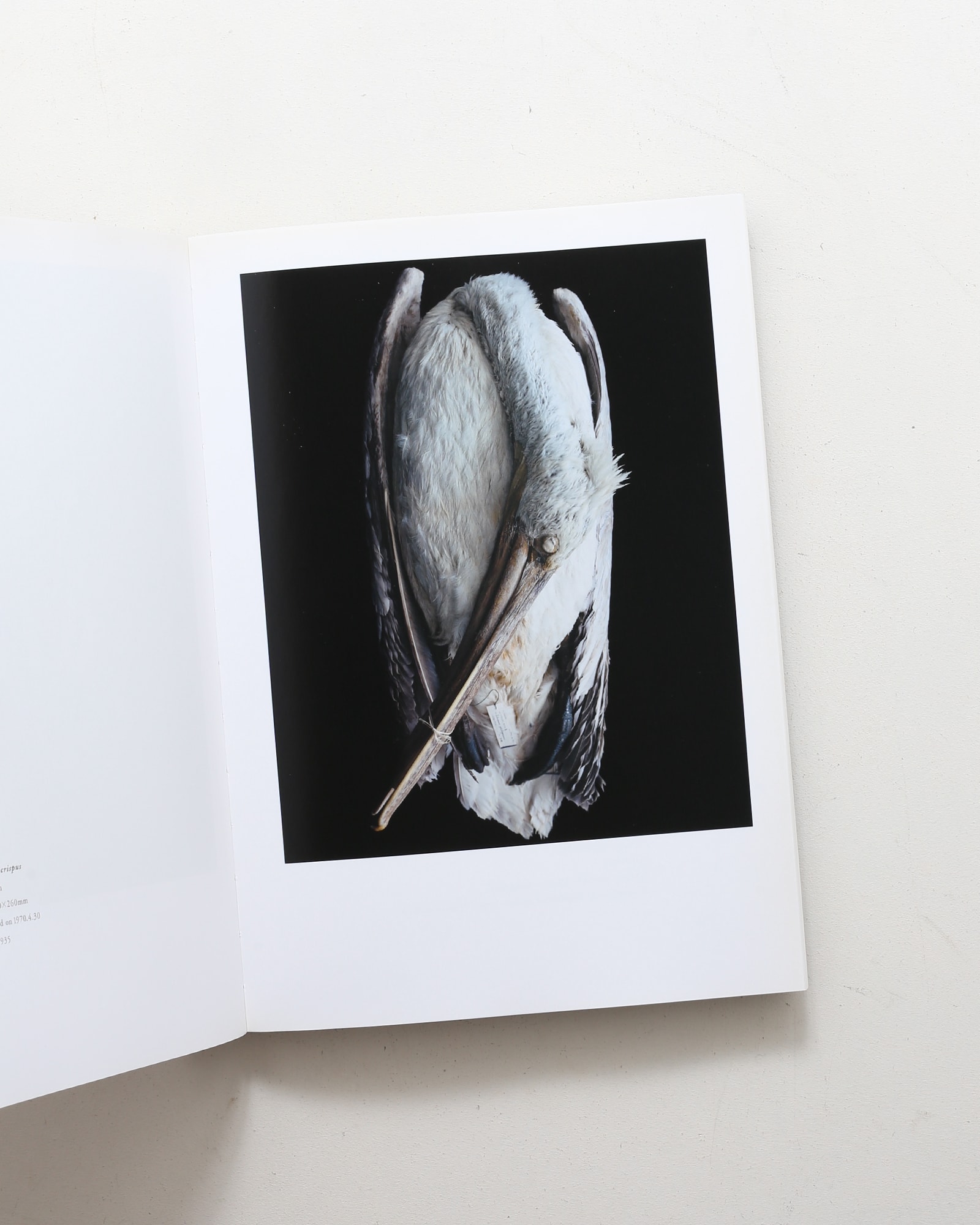 鳥のビオソフィア Biosophia of Birds | 上田義彦、西野嘉章 | nostos