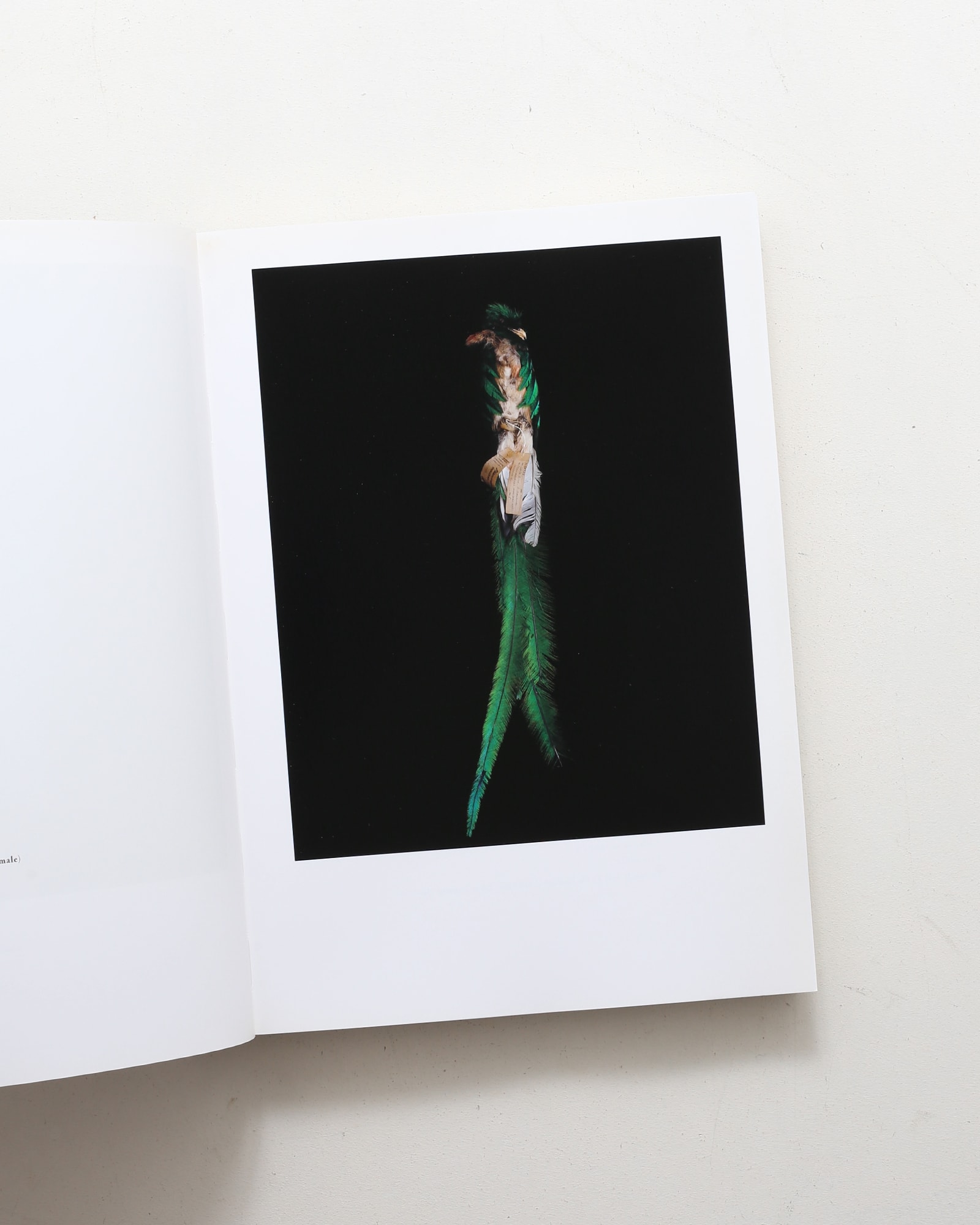 鳥のビオソフィア Biosophia of Birds | 上田義彦、西野嘉章 | nostos