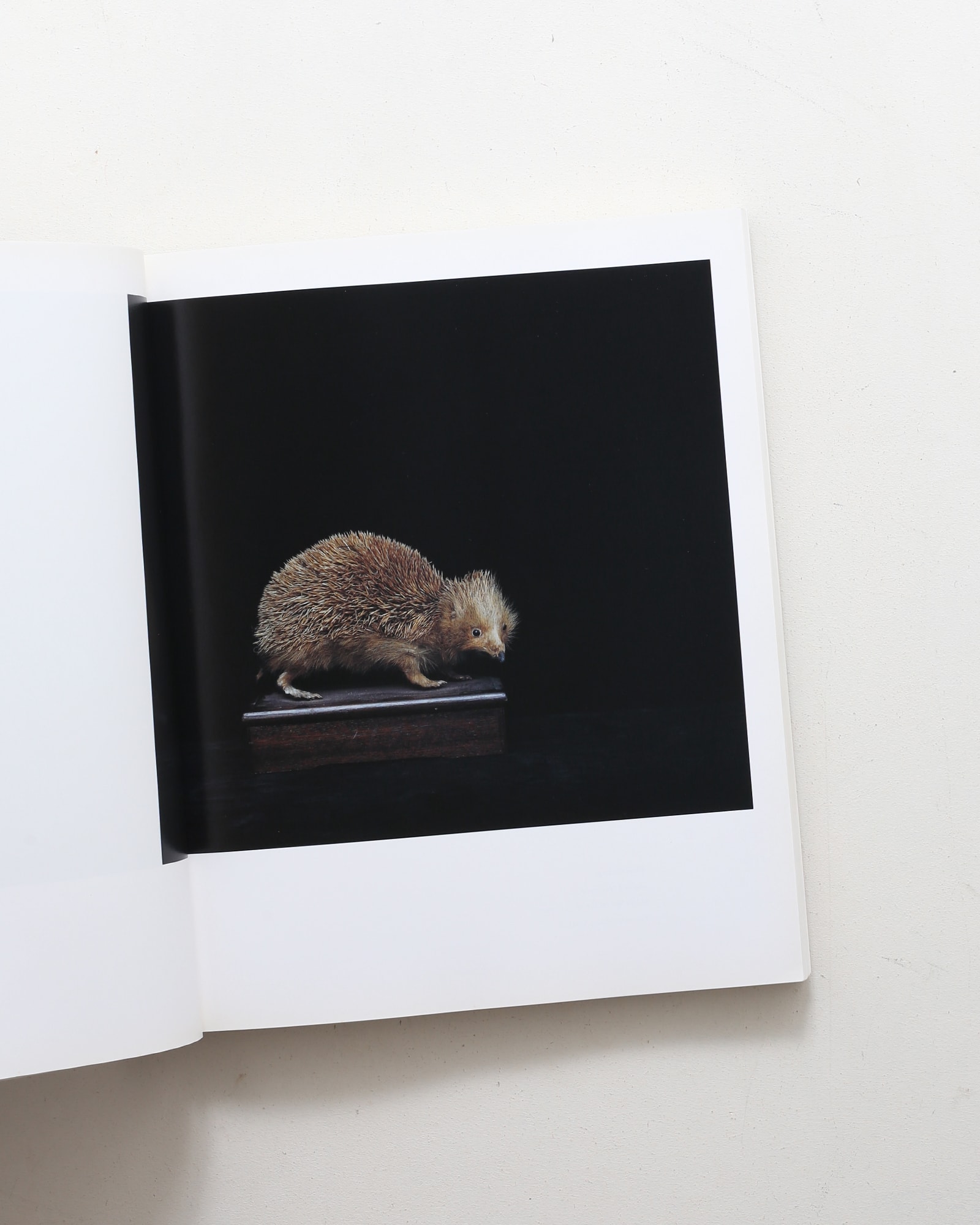 Chamber of Curiosities 東京大学コレクション | 上田義彦、西野嘉章