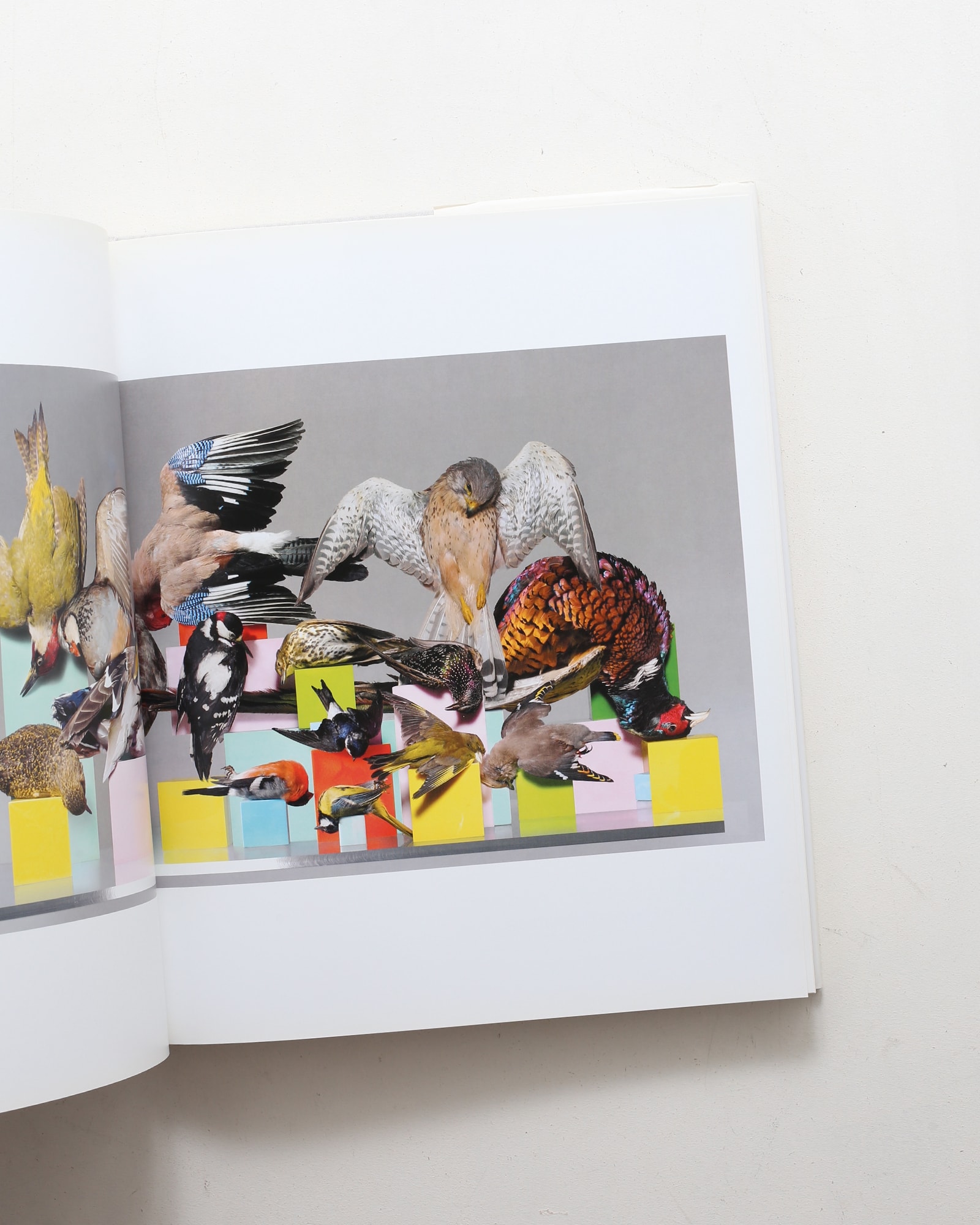 Nick Knight | ニック・ナイト | nostos books ノストスブックス