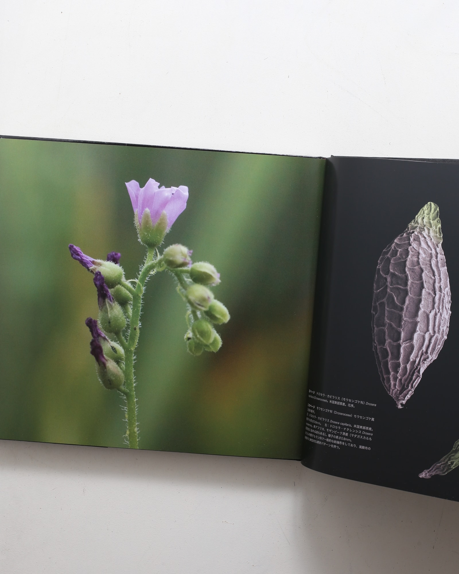 世界で一番美しい種子図鑑 | nostos books ノストスブックス