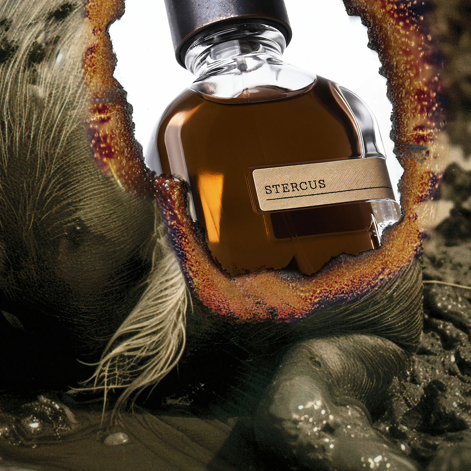 ステルクス｜糞 – NOSE SHOP