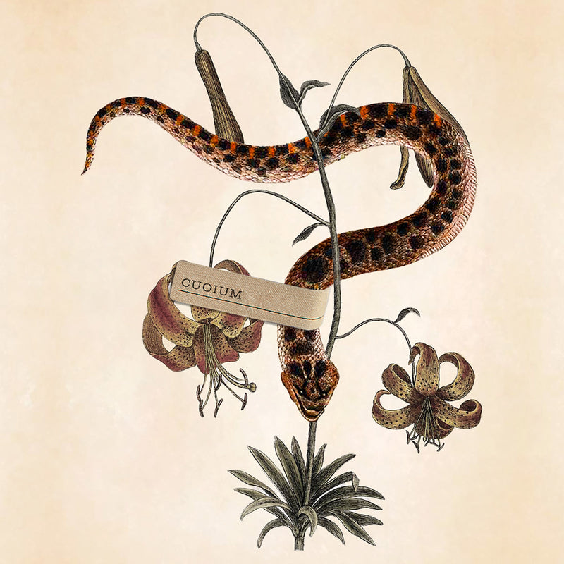 クオイオム – NOSE SHOP