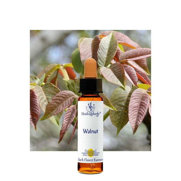 ウォールナット | ニールズヤード レメディーズ 公式オンラインショップ