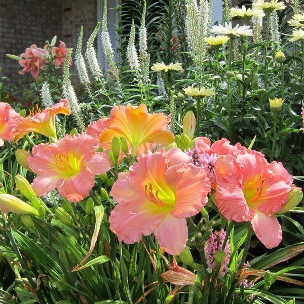 Jolyene Nichole Daylily | Big Ruffled Blooms | Oakes Daylilies