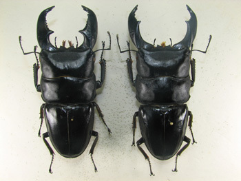 本日発売です！: 三足のわらじ