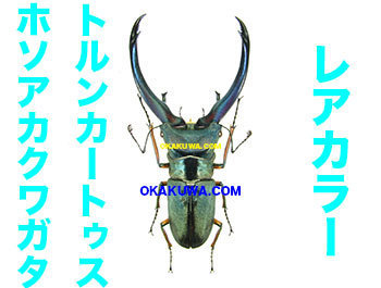 青いシリーズその4と上腕トレーニング。: 三足のわらじ