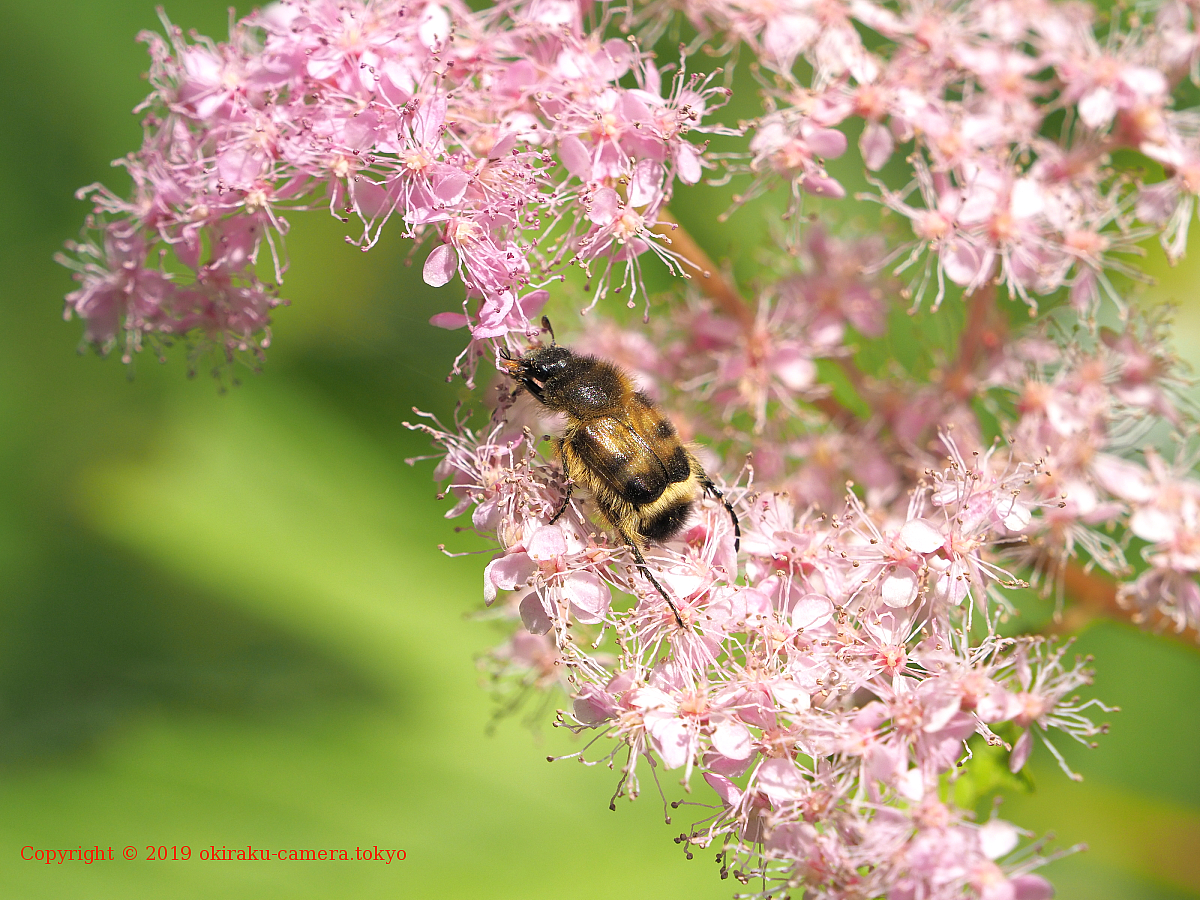 オオトラフハナムグリとヒゲブトハナムグリ | 東京お気楽カメラ