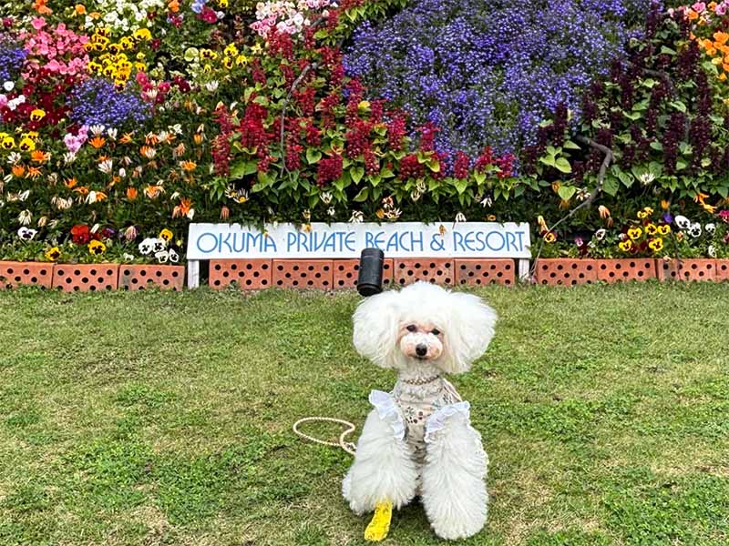 ワンちゃん写真館｜【公式】オクマ プライベートビーチ ＆ リゾート
