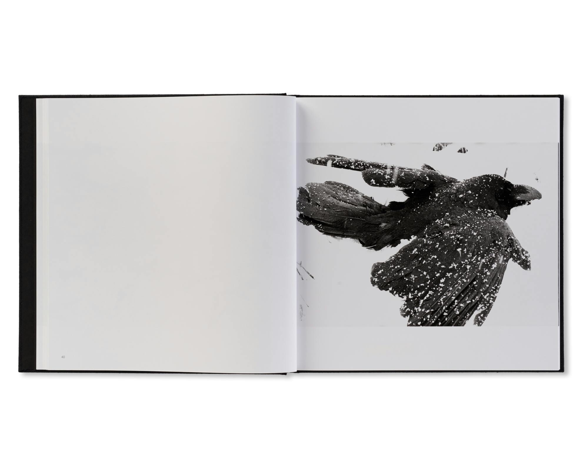 鴉 / RAVENS：深瀬昌久 | OIL - 現代アート・絵画の販売・通販