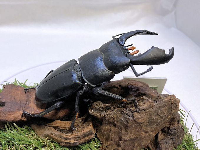 スマトラオオヒラタ♂95mmレプリカジオラマ標本 | オオクワ京都昆虫館