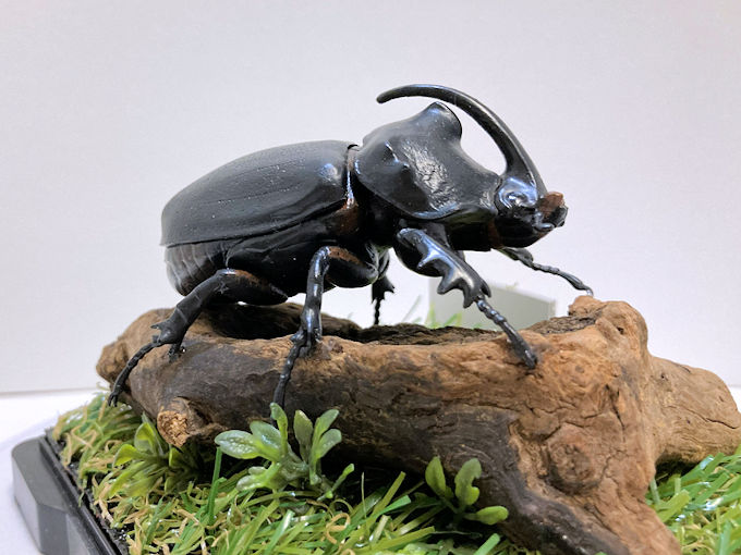 オウゴンオニクワガタ♂70＋♀51(ジオラマ標本) | オオクワ京都昆虫館