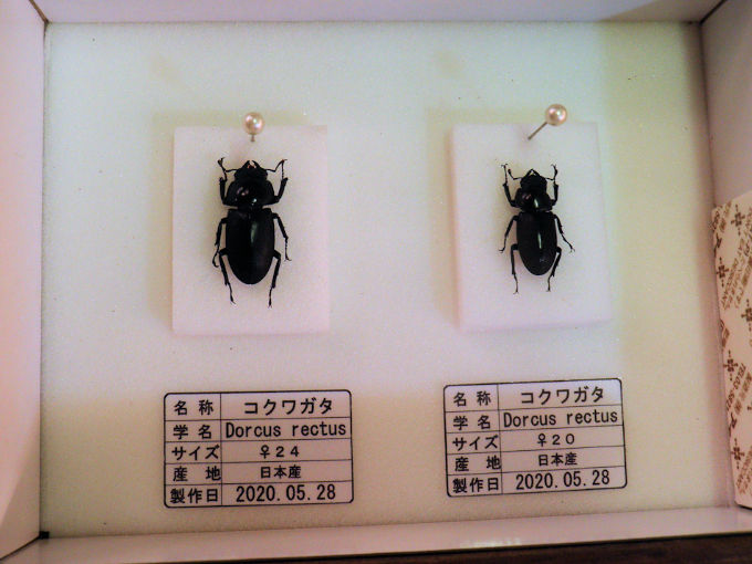 コクワガタ標本の製作依頼がありました。 | オオクワ京都昆虫館