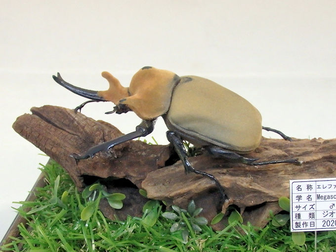 エレファスゾウカブト♂108（レプリカ標本） | オオクワ京都昆虫館