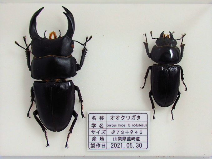 ウガンダオオツノハナムグリ 標本 73mm 濃青色美麗個体 Yahoo
