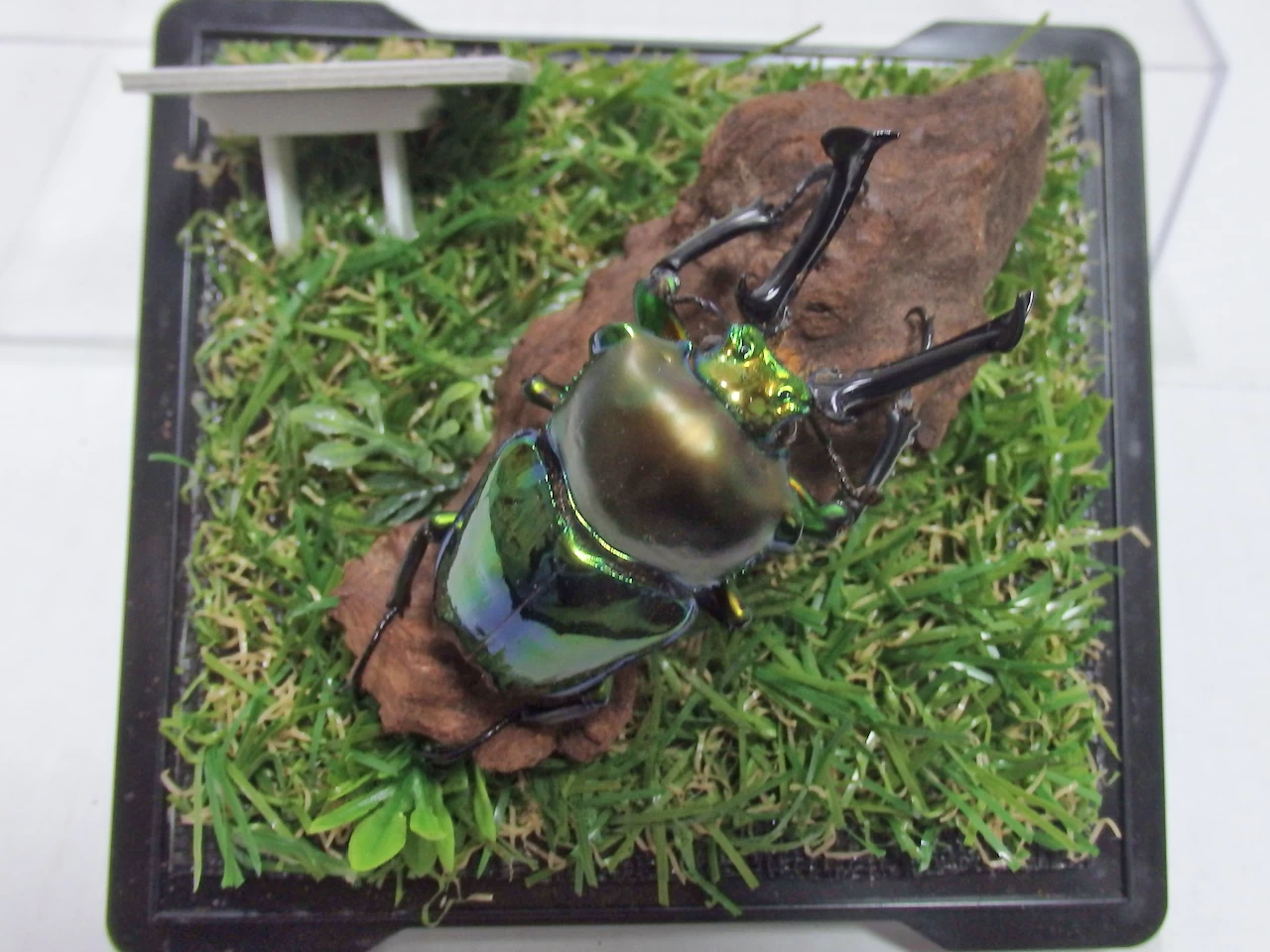 ジオラマ標本 | オオクワ京都昆虫館 レンタル商品サイト