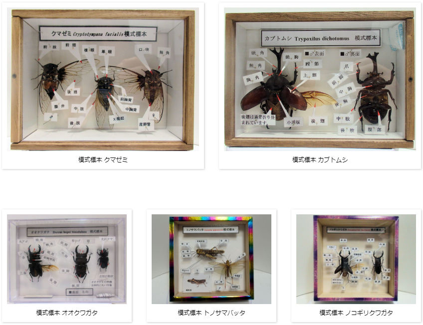 イイジマゾウカブト♂115mm 飛翔標本 | オオクワ京都昆虫館 レンタル