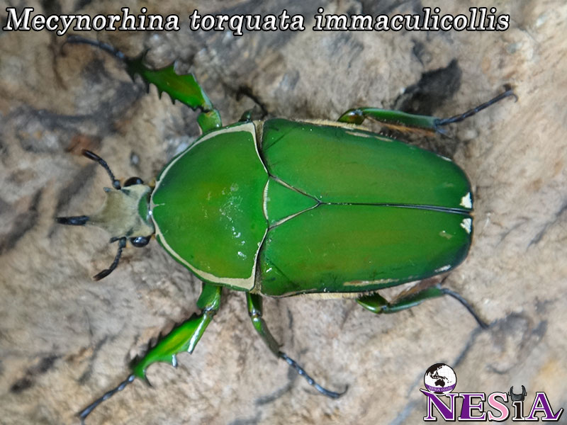 NESiA ONLINE SHOP / ハナムグリ