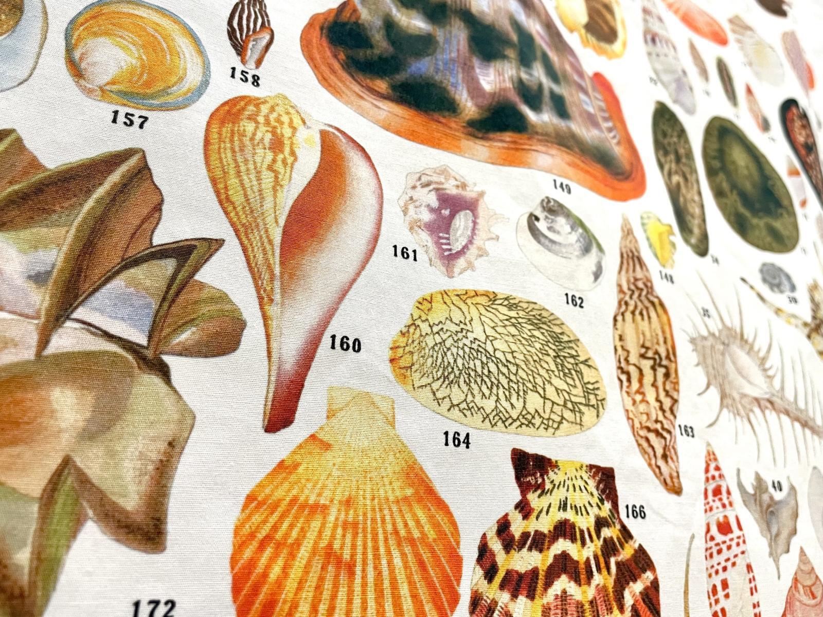 貝千種」風呂敷 - 大阪市立自然史博物館友の会ネットショップ