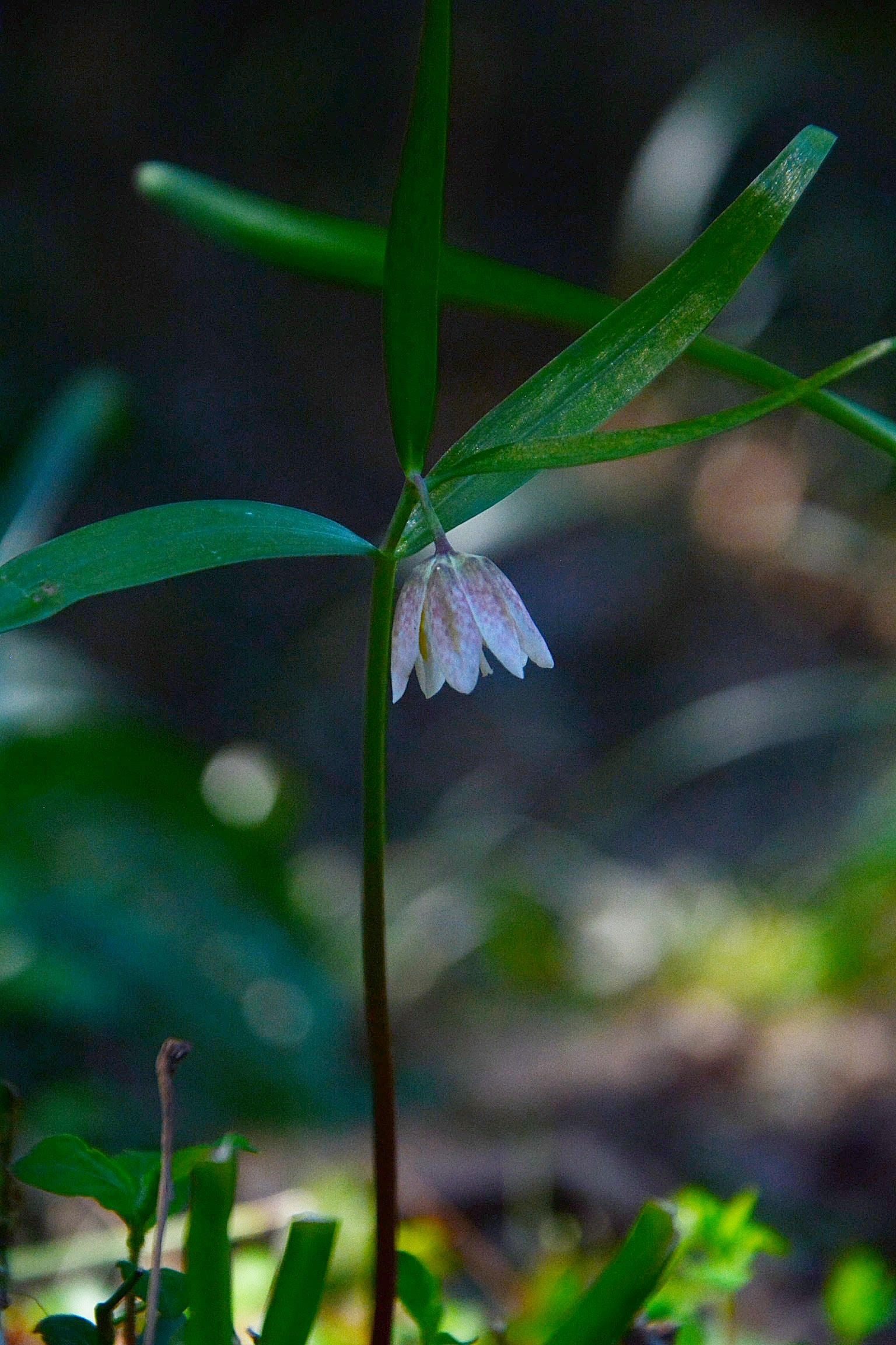 カイコバイモとコシノコバイモ咲く |