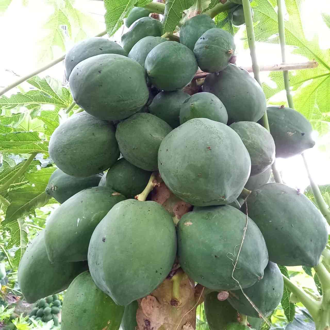 沖縄県産 フルーツ 青パパイア papaya