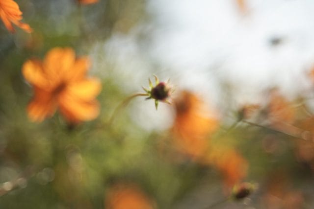 Nikkor-H.C 50mm f2 L39 Review作例 5cm ニコンのライカLマウント銘玉