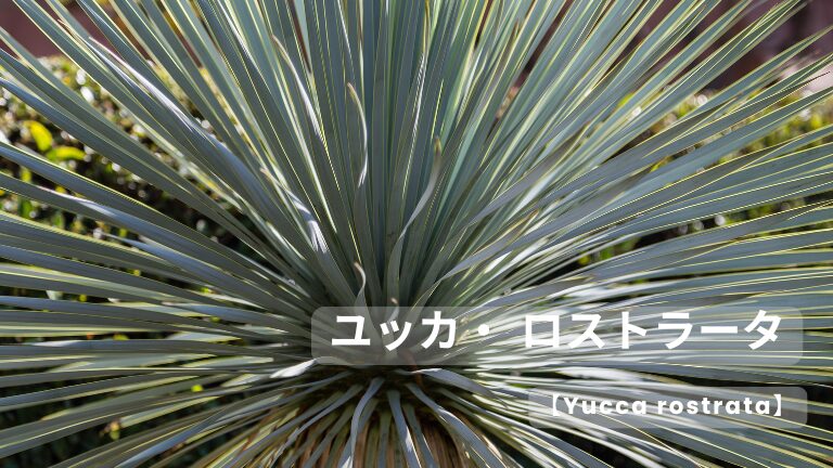 ブラヘア・アルマータ (Brahea armata)│メイツリー