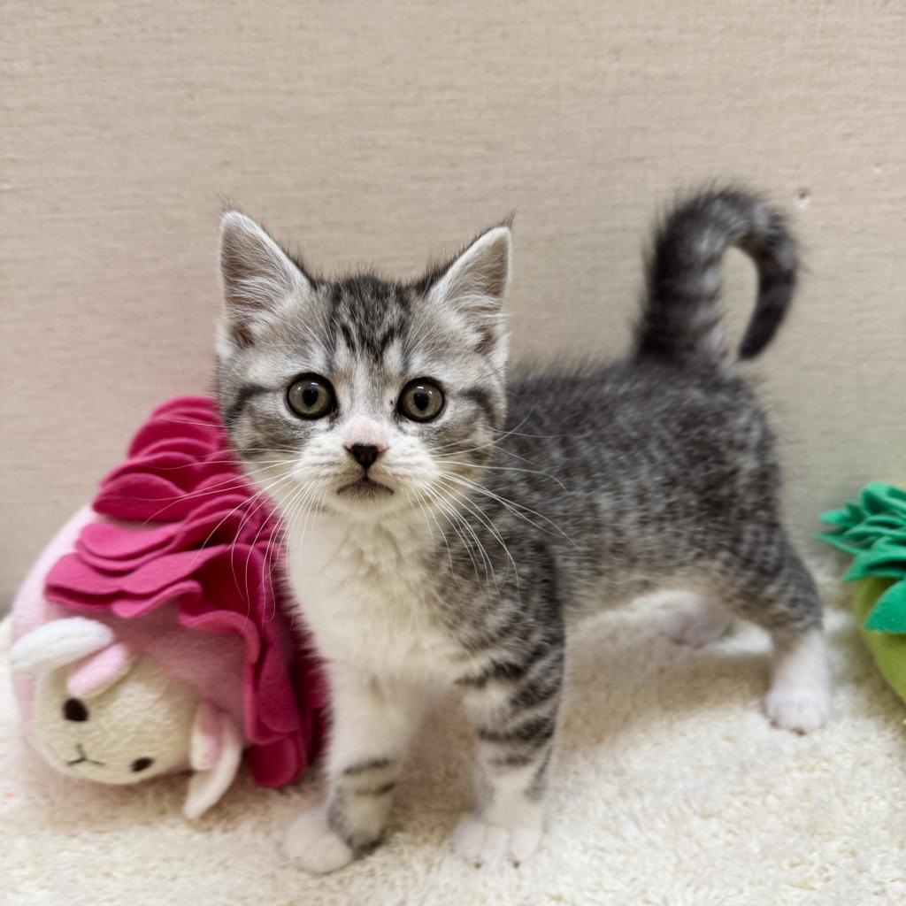 マンチカン(シルバー(銀)系)の子猫を価格や特徴で探す|ペットショップ