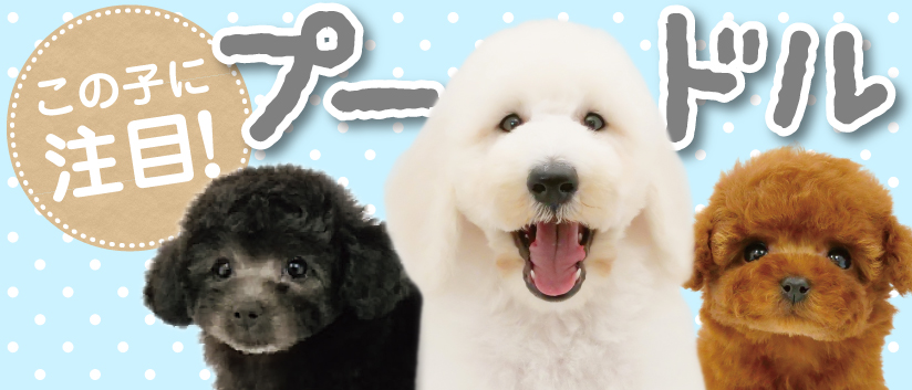 特集：この子に注目！プードル | ペット用品・フードのコジマ通信販売