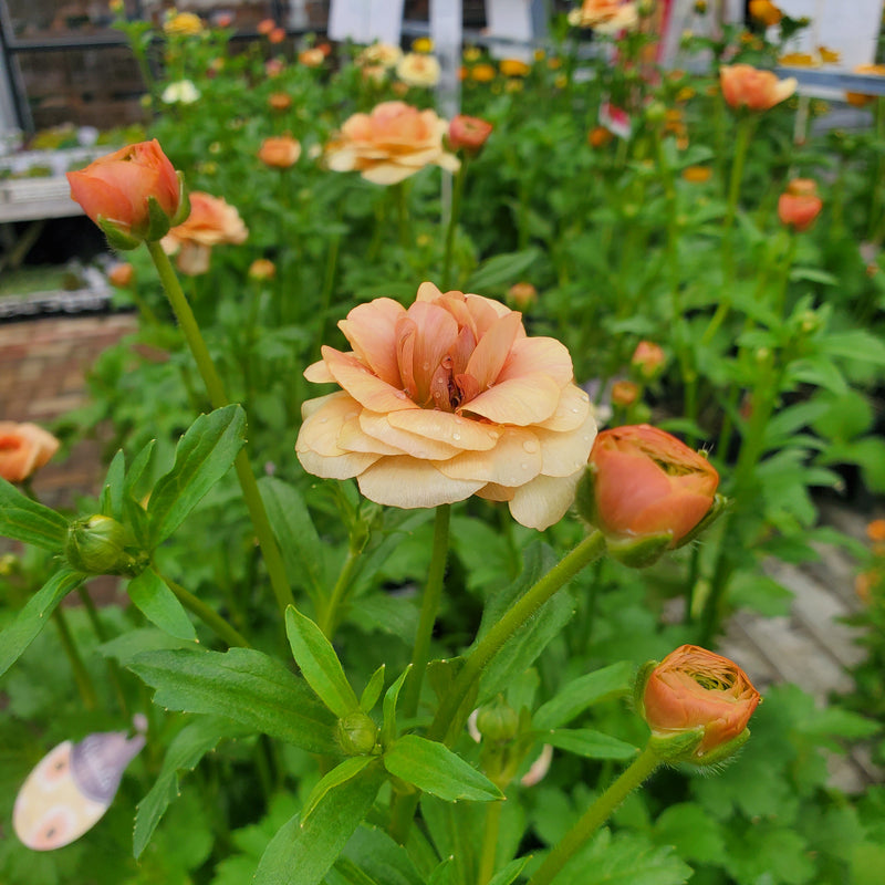 ラナンキュラスラックス 【ベスタリス】 1月上旬より順次発送