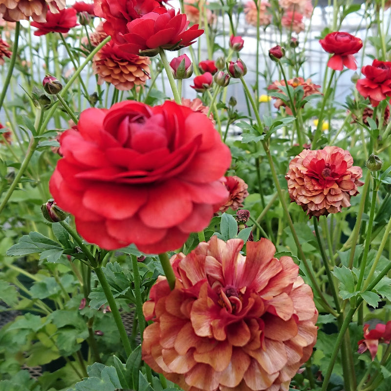 ラナンキュラスラックス