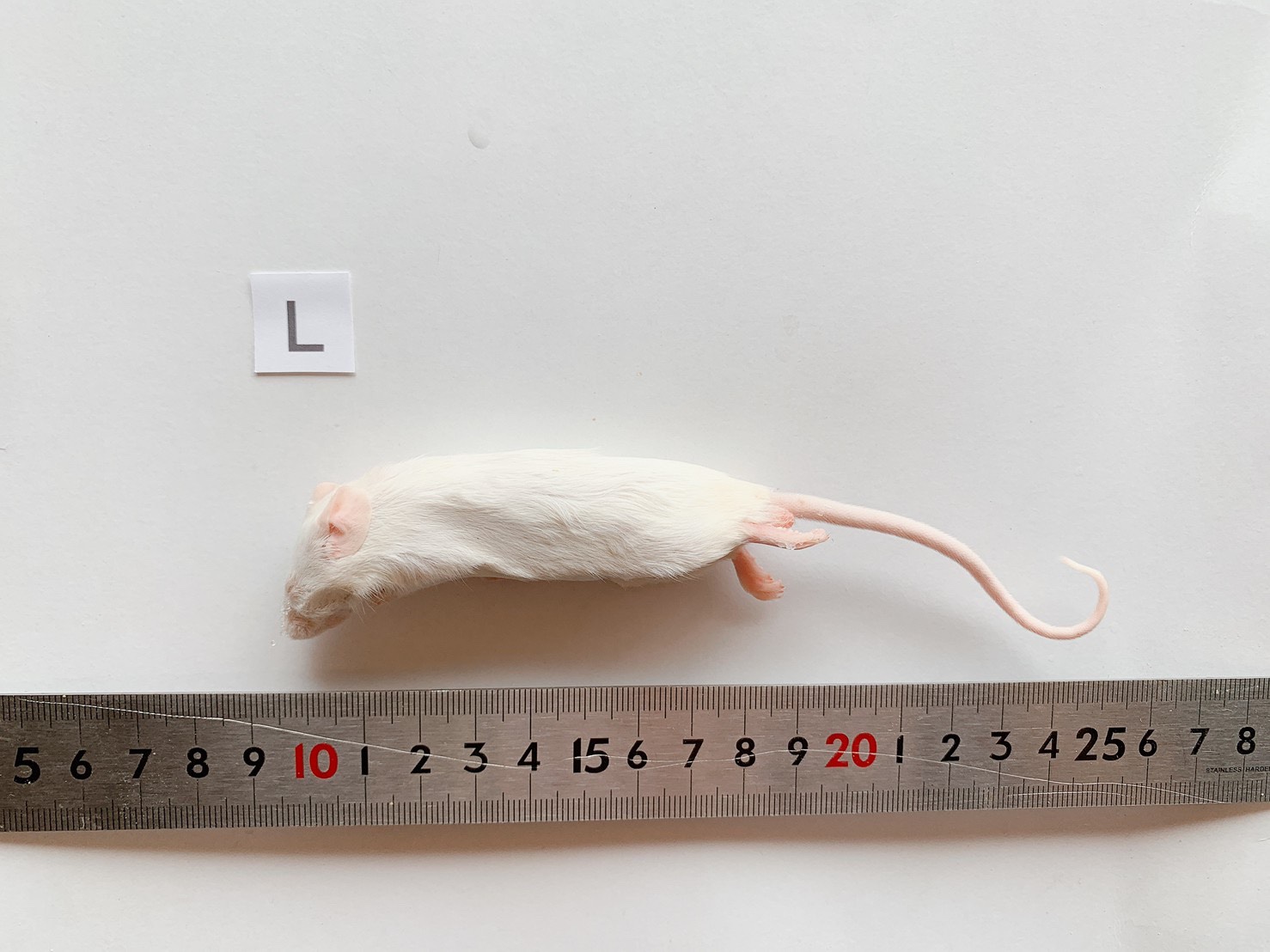 冷凍マウス | リトルモンスターおおさか