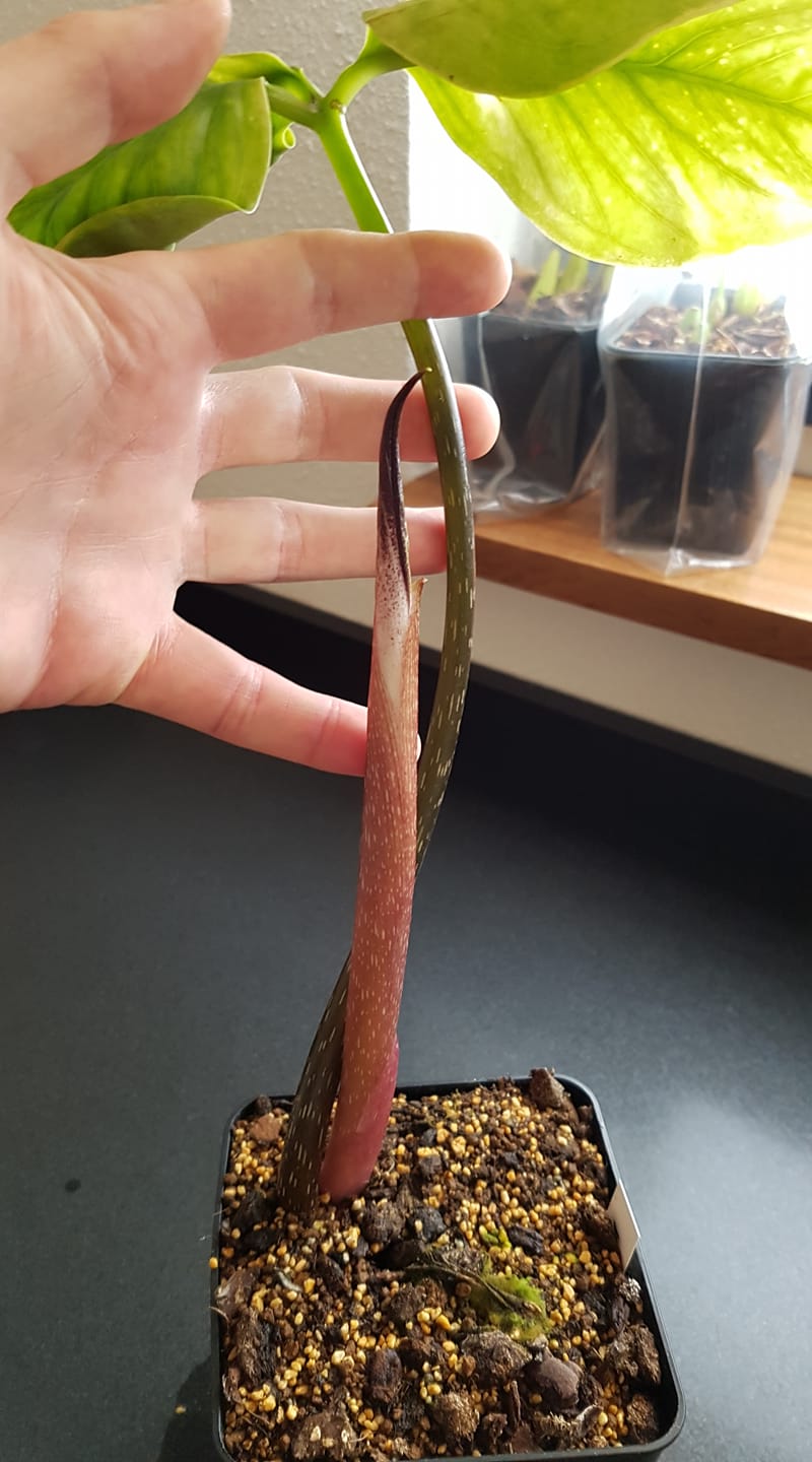 Arisaema lihengianum - orchidroots