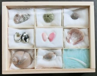 貝殻の標本作り2015…標本箱を変えてみた: あうるの森