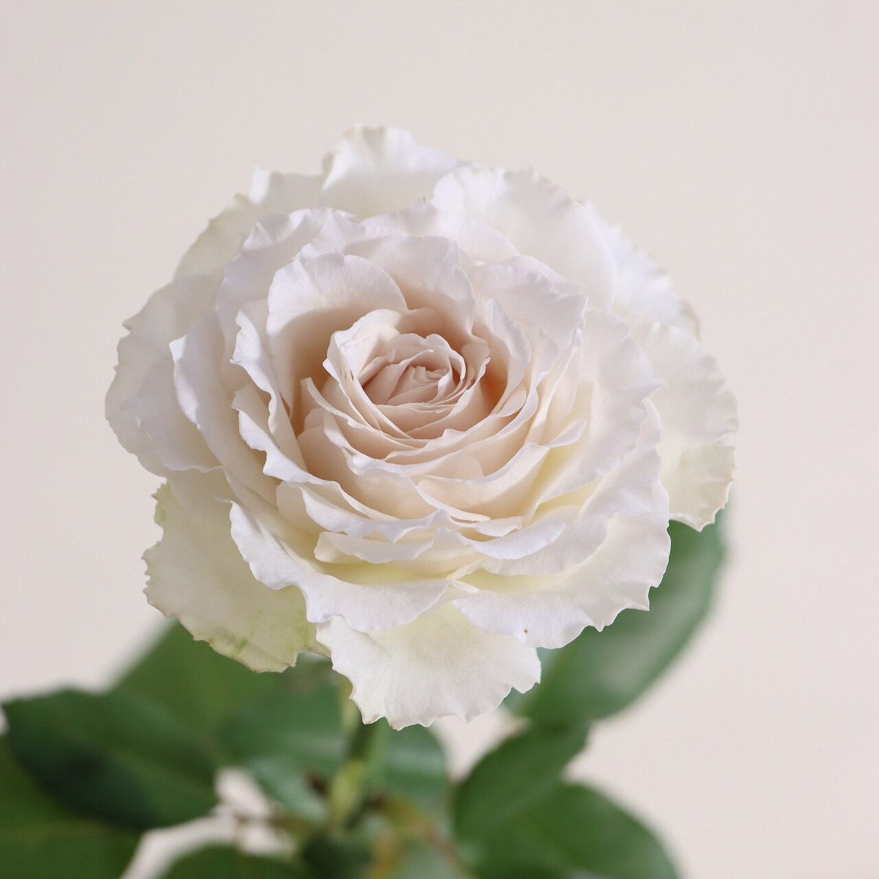 秋を彩る 最新バラCollection - 株式会社大田花き