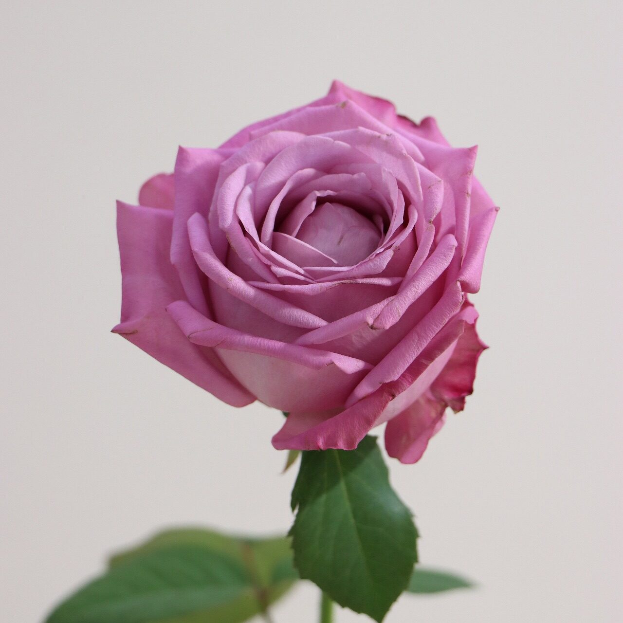 秋を彩る 最新バラCollection - 株式会社大田花き