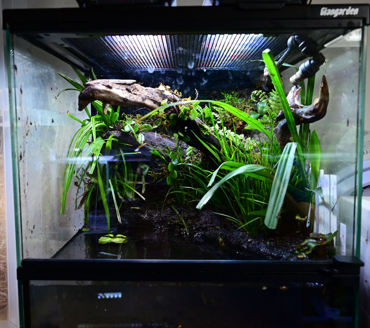 カエル・イモリのためのアクアテラリウム制作ノート – おたま商会