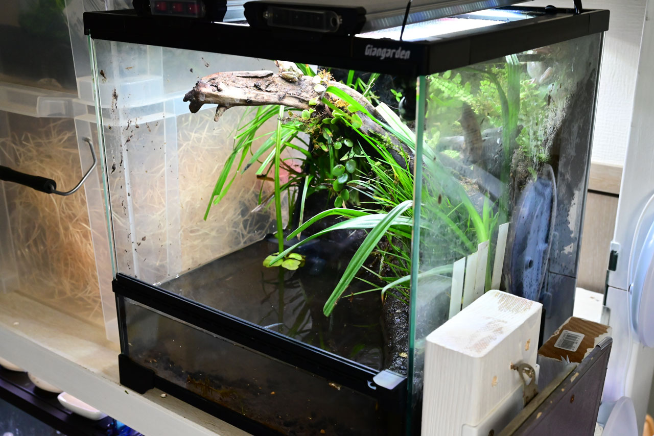 カエル・イモリのためのアクアテラリウム制作ノート – おたま商会