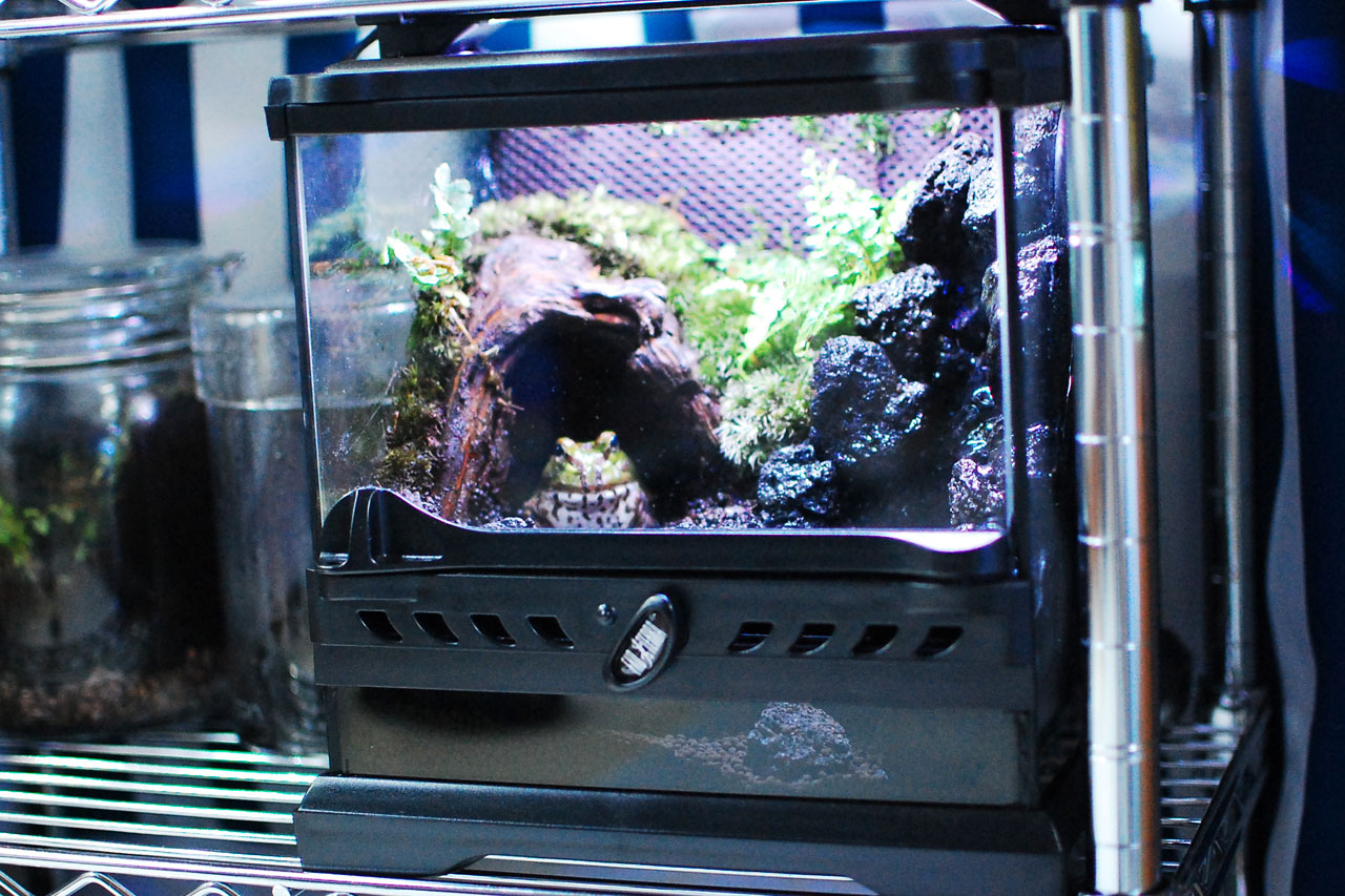 定番製品！「グラステラリウム ナノ キューブ」実使用レビュー