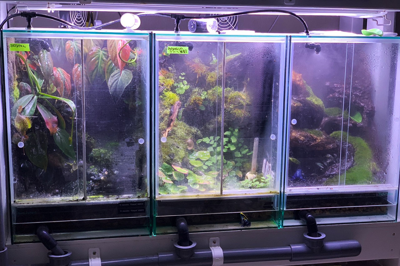 ミスティングシステム「Foresta ベーシックセット」レビュー – おたま商会