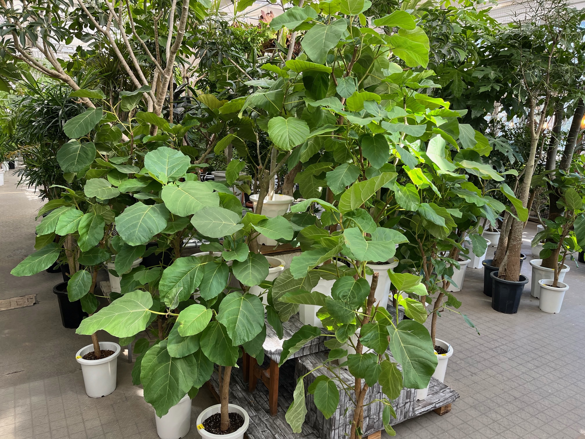 ずっと触れていたくなる。銀葉フィカス エベレスト 140cm 【登録品種