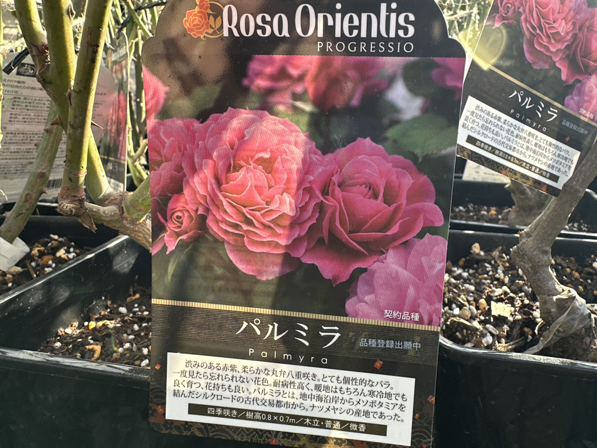 バラ大苗の植え付け時期！品種を選べるいま、バラのある生活を楽しんで