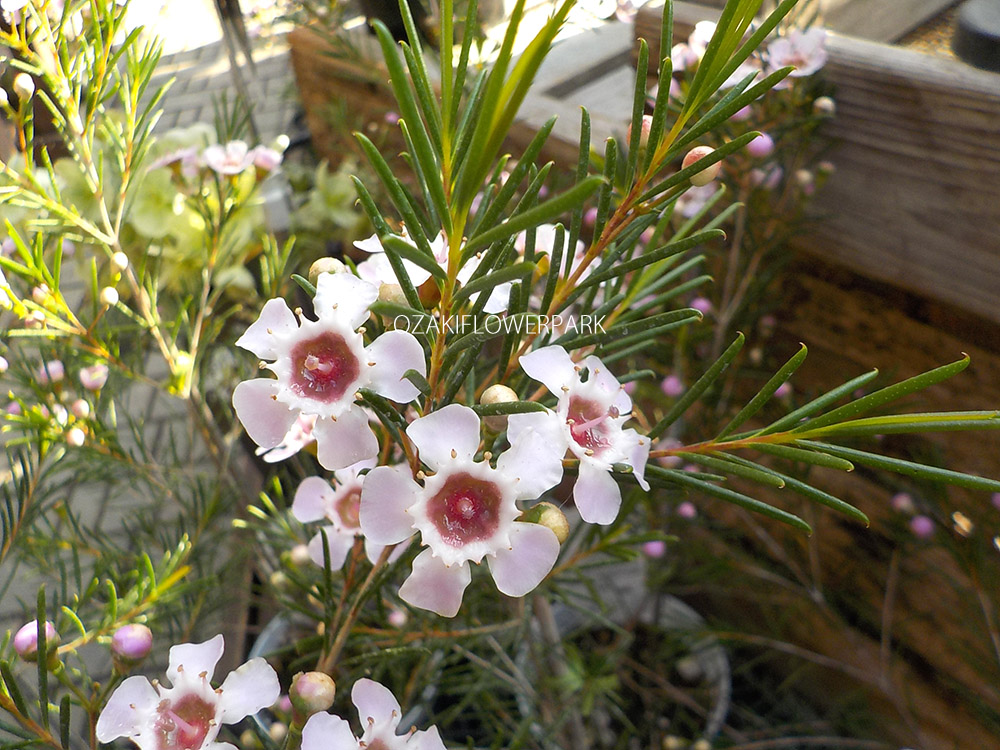 ワックスフラワー | オザキフラワーパーク | オザキフラワーパーク