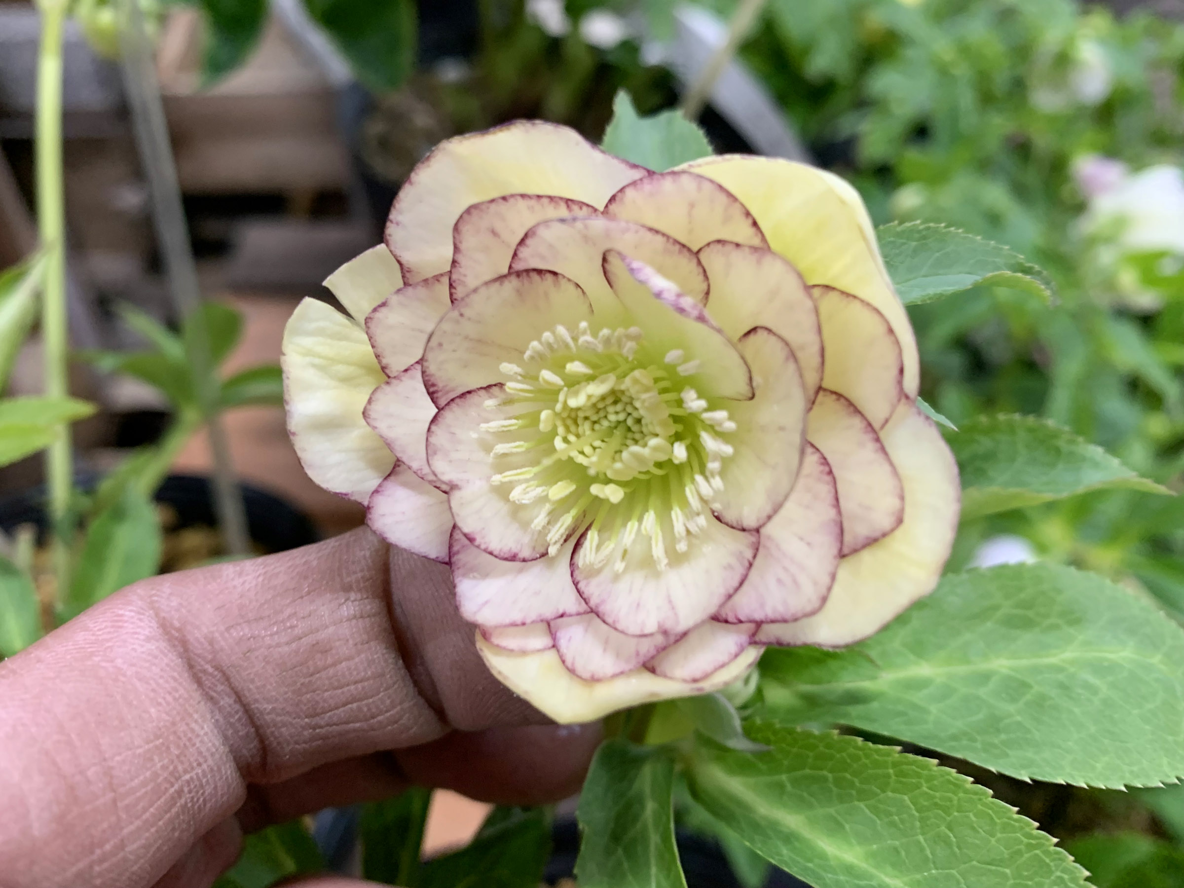 1F|クリスマスローズ入荷です! | オザキフラワーパーク | オザキ