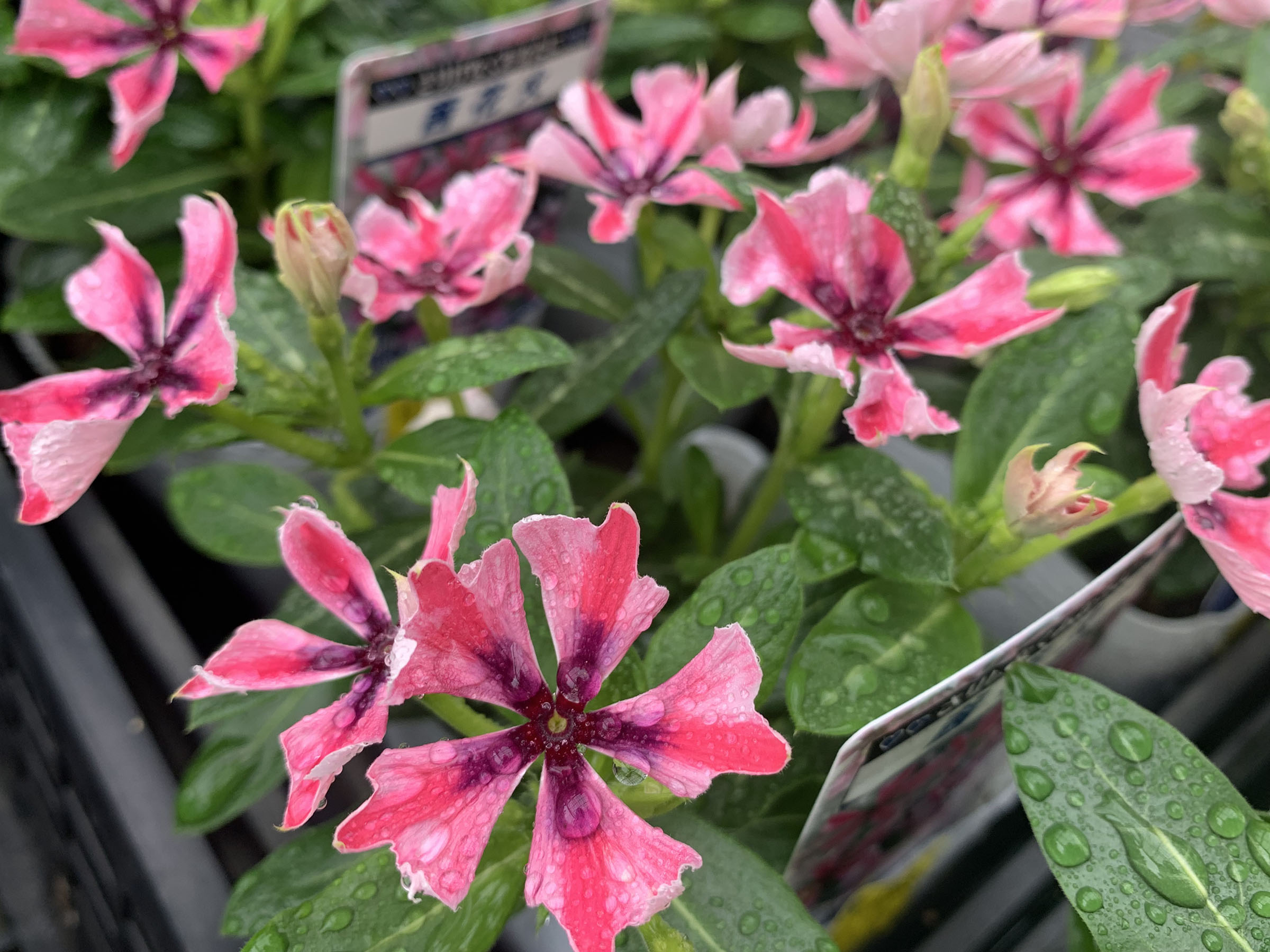 1F|入荷商品ピックアップ | オザキフラワーパーク | オザキフラワーパーク