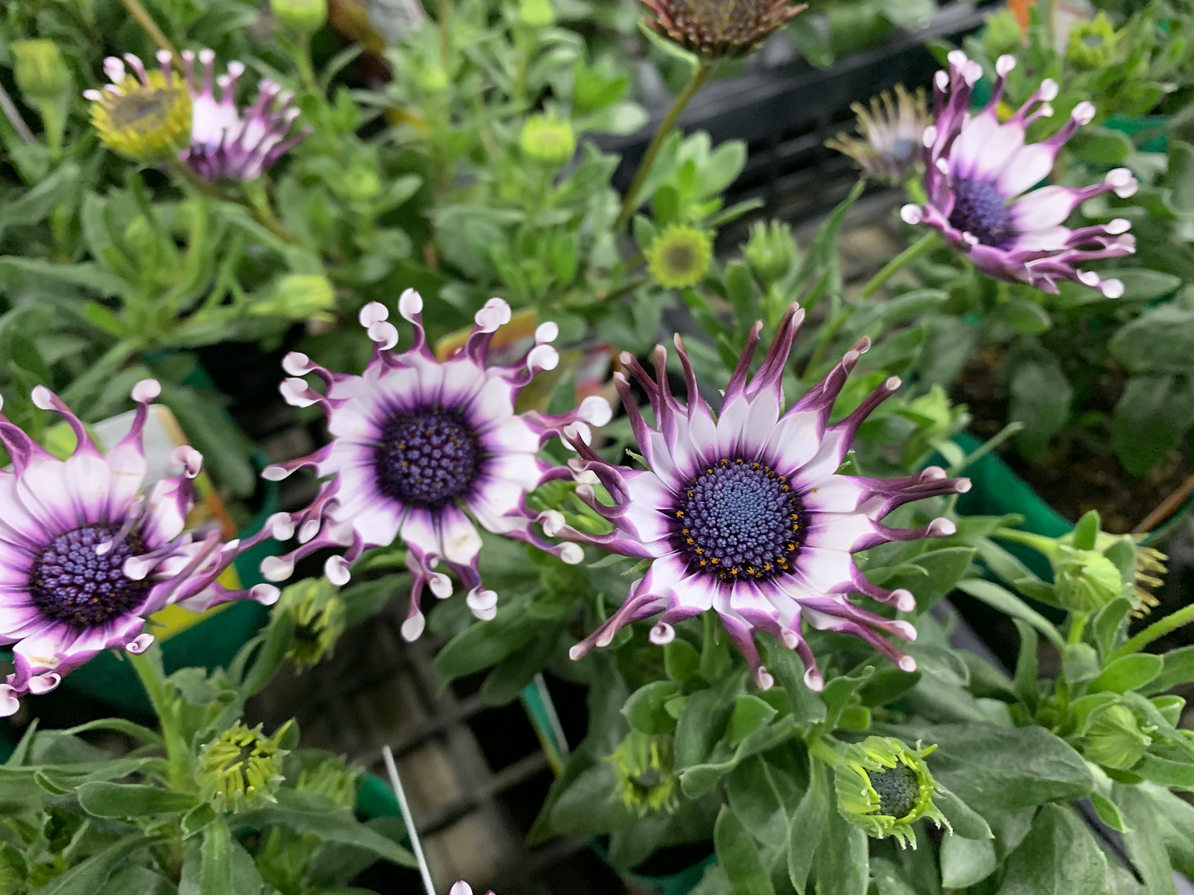 1F|入荷商品ピックアップ(ｸﾘｽﾏｽﾛｰｽﾞ、草花)＋オンラインショップ情報