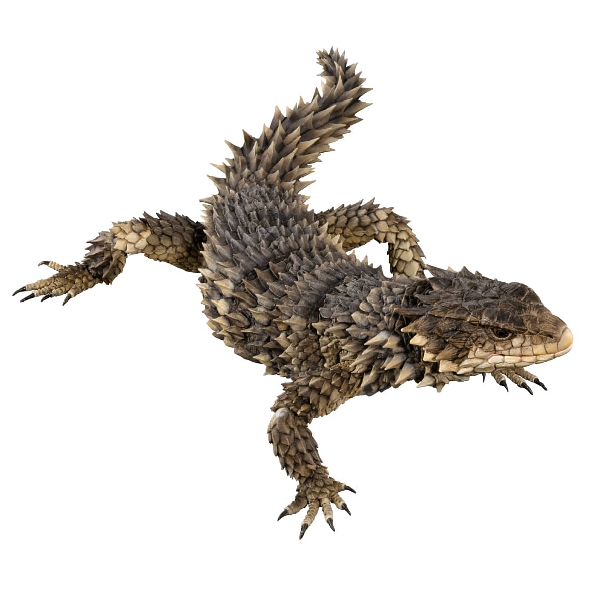 いきもの大図鑑アルティメット オオヨロイトカゲ | ナムコパークス